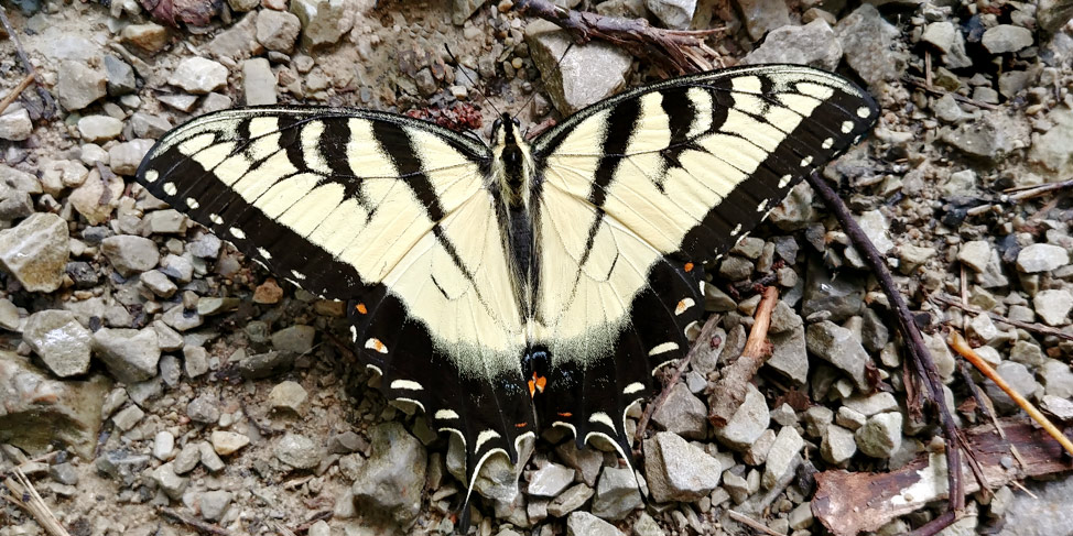 images of butterfly on the ground